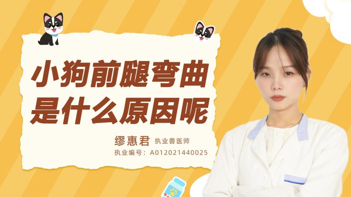 小狗前腿弯曲是什么原因呢？