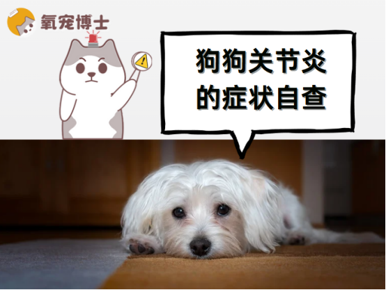 狗狗关节炎的症状自查