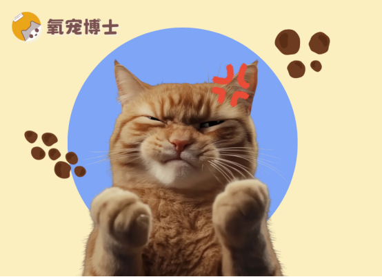 猫咪便秘别乱用开塞露，试试这些安全有效的通便方法