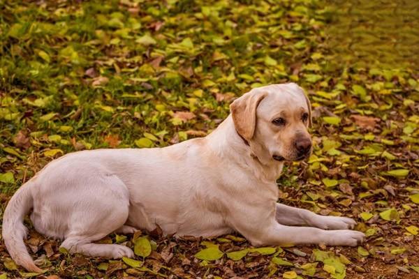 小型犬的髌骨脱位问题