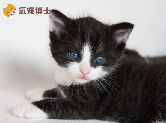 小貓拉稀=大病預警？寄生蟲/貓瘟...速看6大元兇和救命對策