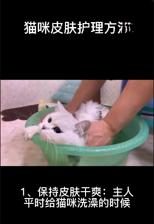 猫咪皮肤护理方法