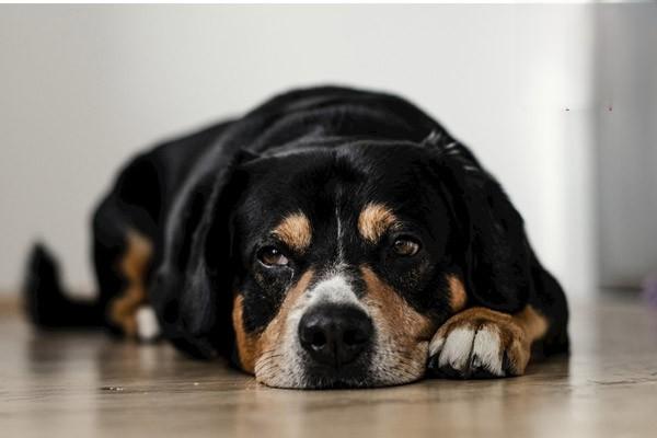 狗狗糖尿病有什么症状与治疗