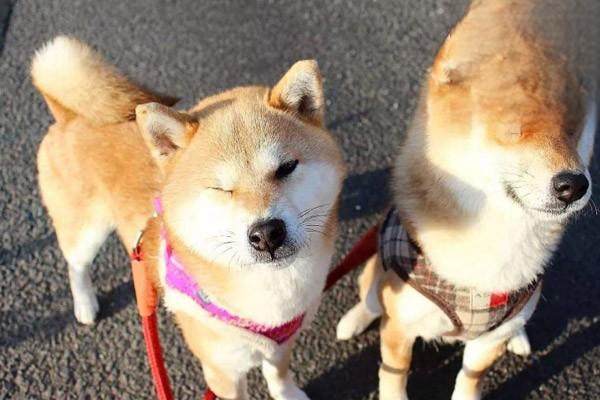 柴犬怎麼飼養才好.jpg