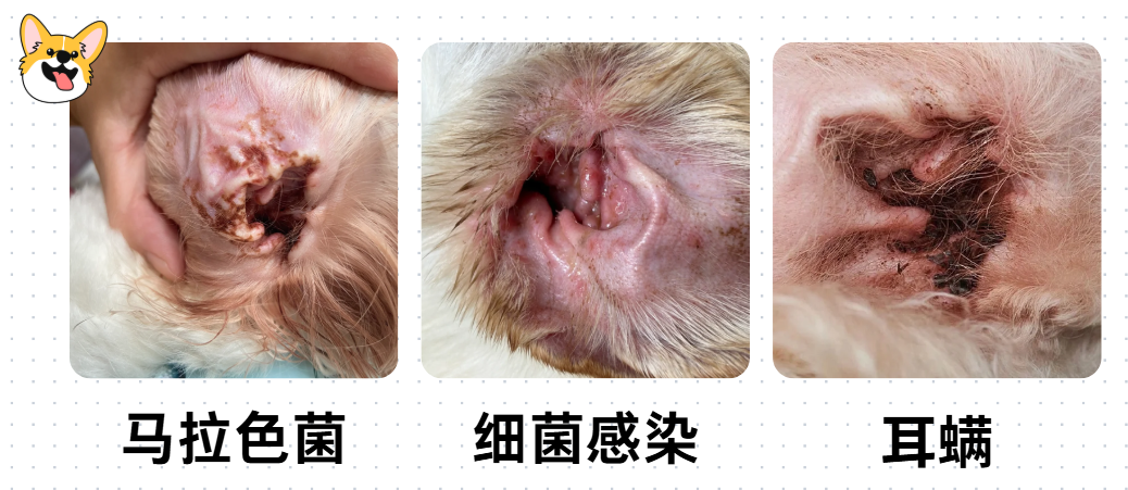 狗狗耳螨导致泪痕