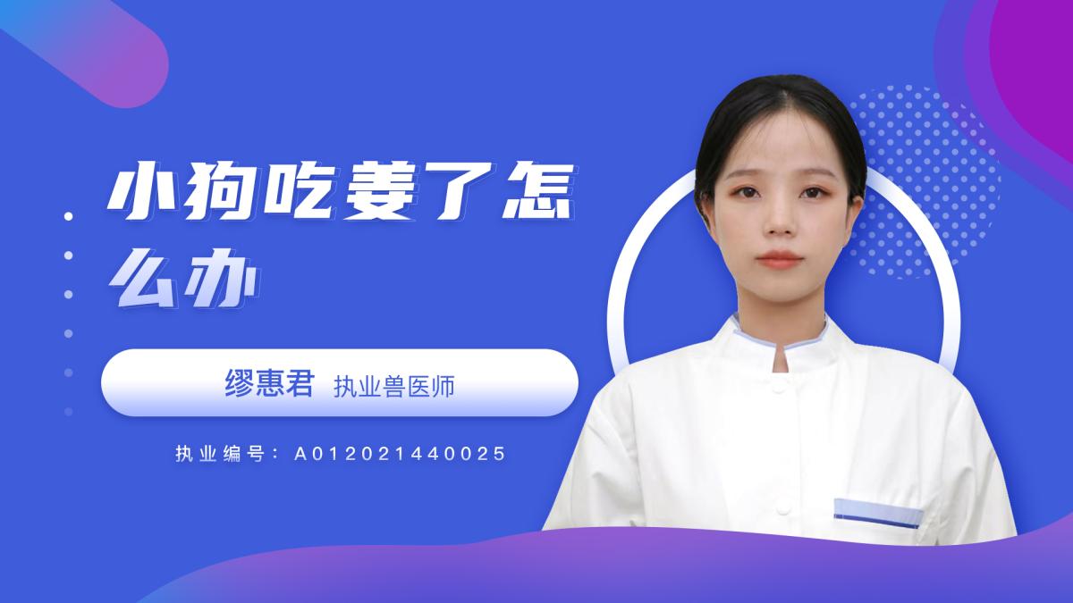 小狗吃姜了怎么辦？