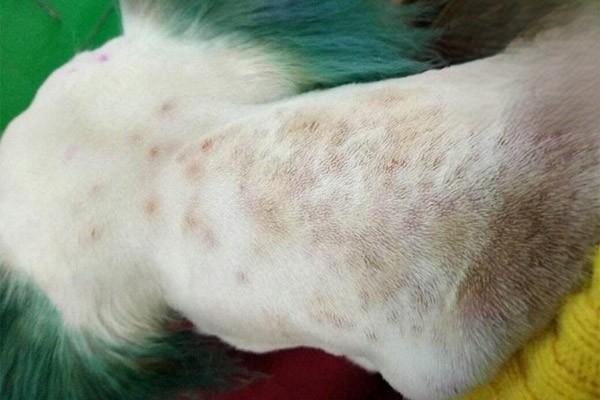 狗癣，狗皮肤病，2个月的狗有皮肤病