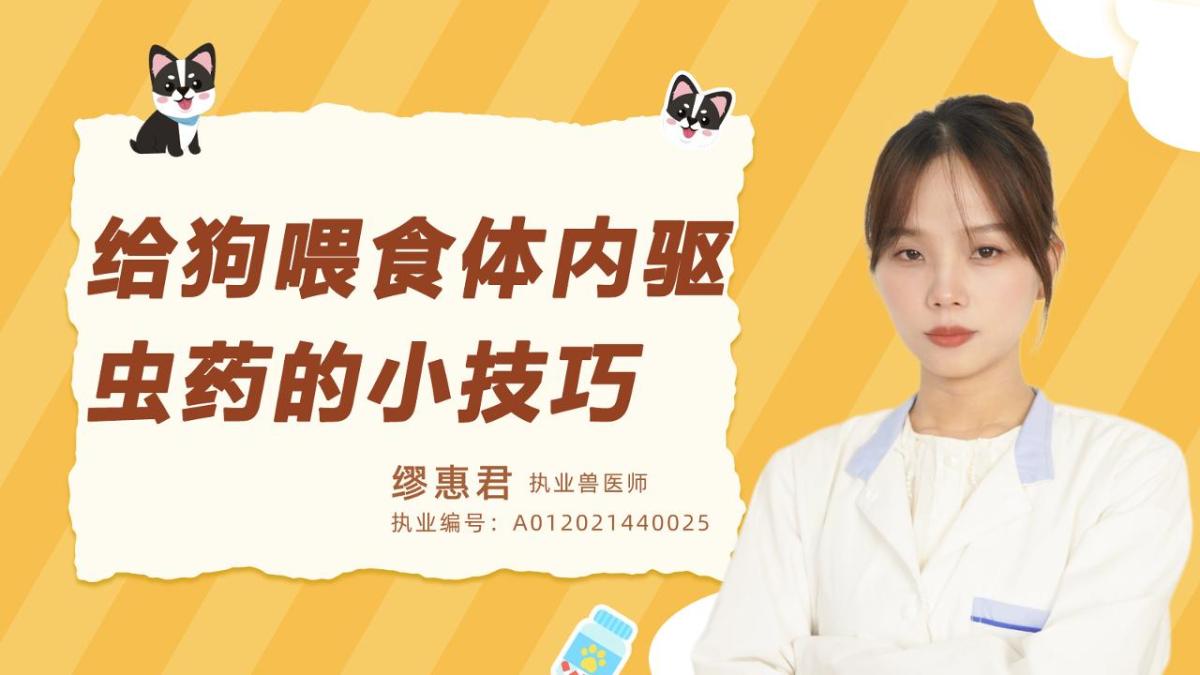 给狗喂食体内驱虫药的小技巧有哪些？