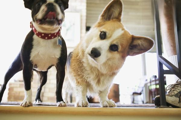 萨摩耶幼犬挑选技巧 怎么购买萨摩耶