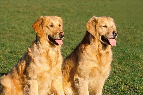 標準波音達獵犬性格特點及訓練方法