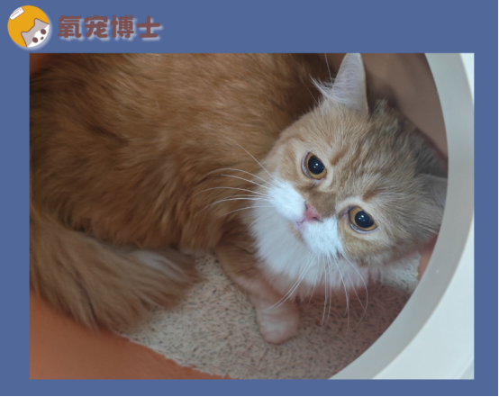 猫咪频繁扒猫砂却只尿一点？别大意，这是尿闭！