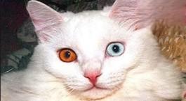 猫眼睛发红还流泪是发炎还是得了结膜炎