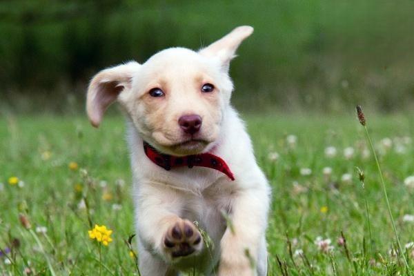 西施犬一般能多少年 西施犬寿命