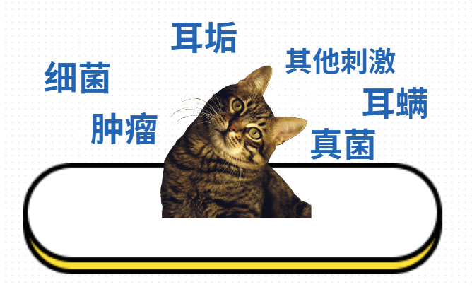 猫咪耳朵流脓