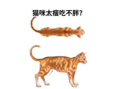 猫咪太瘦吃不胖？快来试试这些方法！