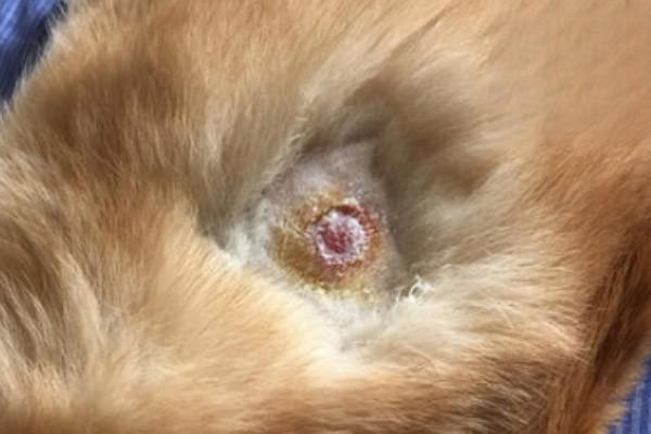 狗狗细菌感染，狗皮肤病，宠物狗身上有细菌吗