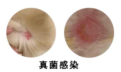 狗狗真菌性皮肤病治疗要多少钱？