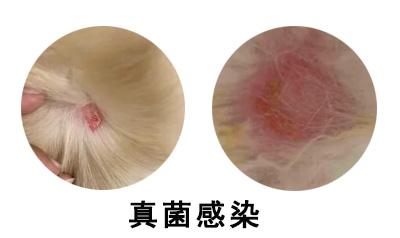 狗狗真菌性皮膚病治療要多少錢？