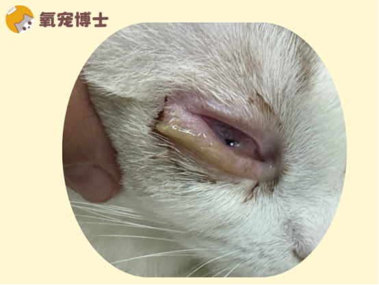 猫咪眼睛流脓一样的眼屎睁不开？警惕猫鼻支！