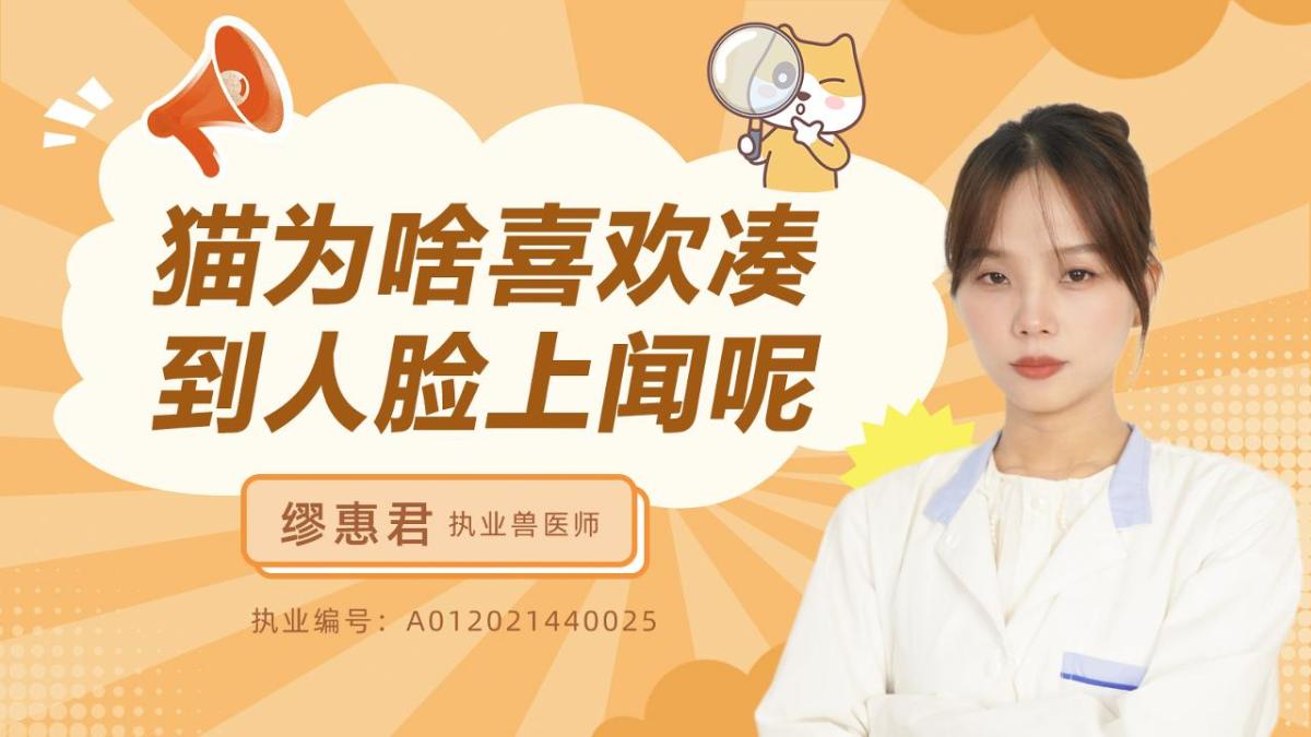 猫为啥喜欢凑到人脸上闻呢？