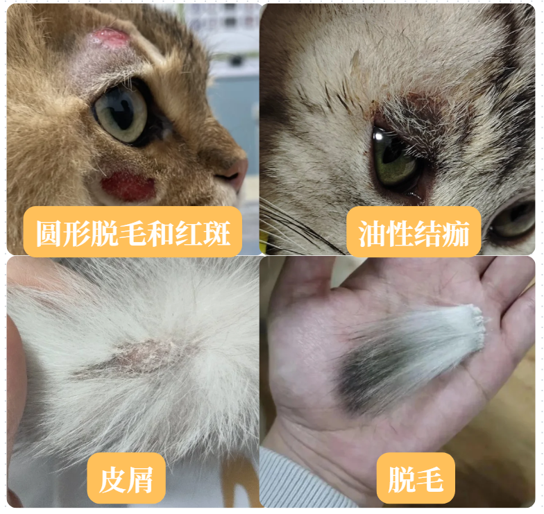猫癣是什么样的