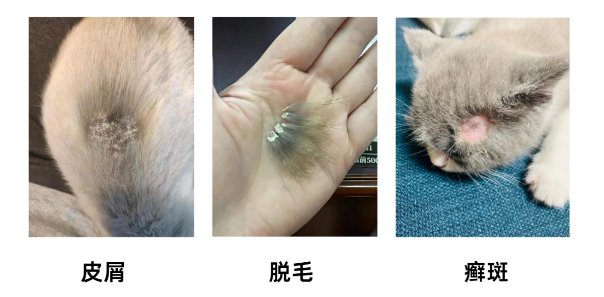 猫癣的症状