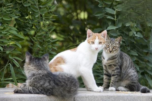 猫咪可以吃哪些植物