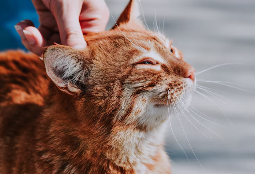 猫咪内外一体驱虫药到底哪种更好？