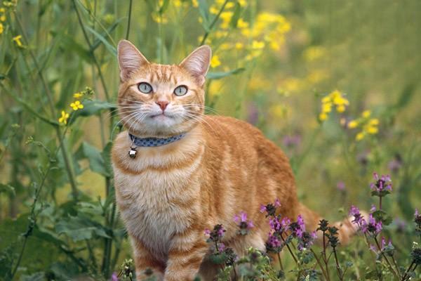 猫呕吐，猫呕吐可以吃中药治疗吗