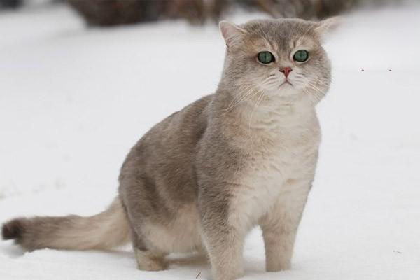 犬猫落叶性天疱疮治疗方案