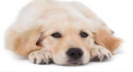 小狗气管炎症状和治疗方法