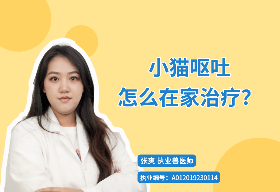 【宠医科普】小猫呕吐怎么在家治疗？
