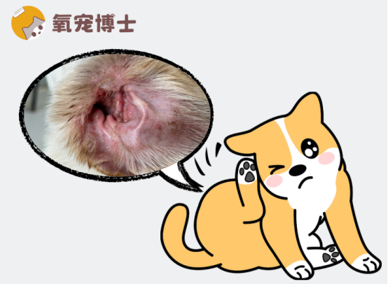 狗狗耳朵又红又臭还总挠？别乱掏！教你科学应对！