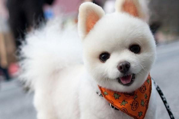 春季狗狗洗护要注意哪些问题