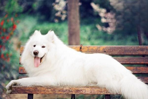 如何喂養幼犬