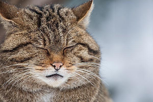 猫咪随地大小便怎么训练