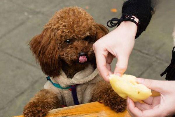 給犬貓補充益生菌或益生元的作用區別