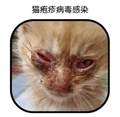 口臭不再是问题！猫咪清新口气指南