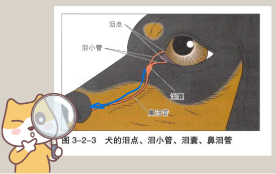 狗狗流眼淚