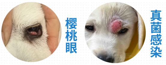 狗狗眼睛长疙瘩怎么回事？