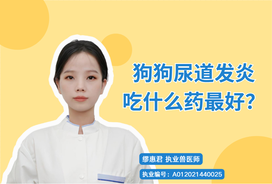 【寵醫(yī)科普】狗狗尿道發(fā)炎吃什么藥最好？