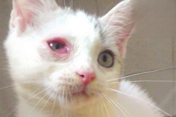 猫眼睛肿，猫眼睛红，猫咪突然单只眼睛红肿