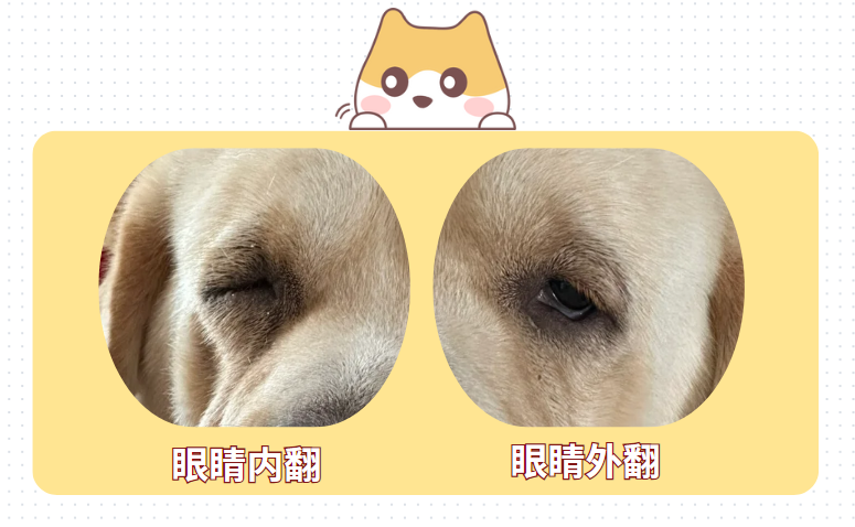 猫咪流眼泪分泌物多怎么治疗