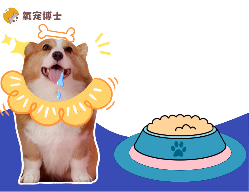 狗狗每天吃几顿、吃多少？新手直接抄作业