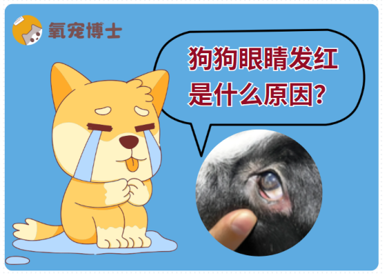 今日科普：狗狗眼睛发红是什么原因？