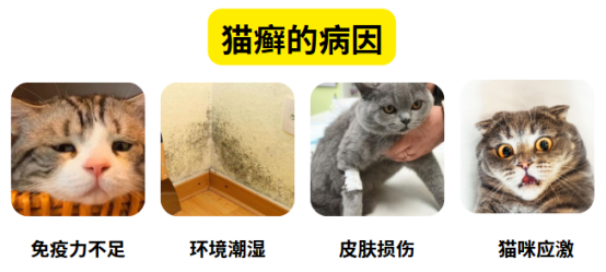 猫癣初期症状图片