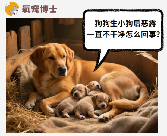 狗狗生小狗后恶露一直不干净