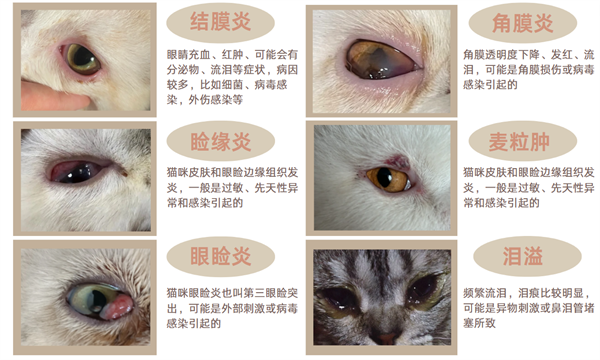 猫咪眼睛发炎不要慌，教你如何分辨&正确用药