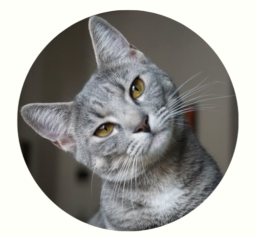 猫咪耳朵