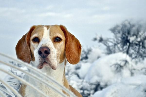 比樂鴨肉狗糧幼犬成犬測評